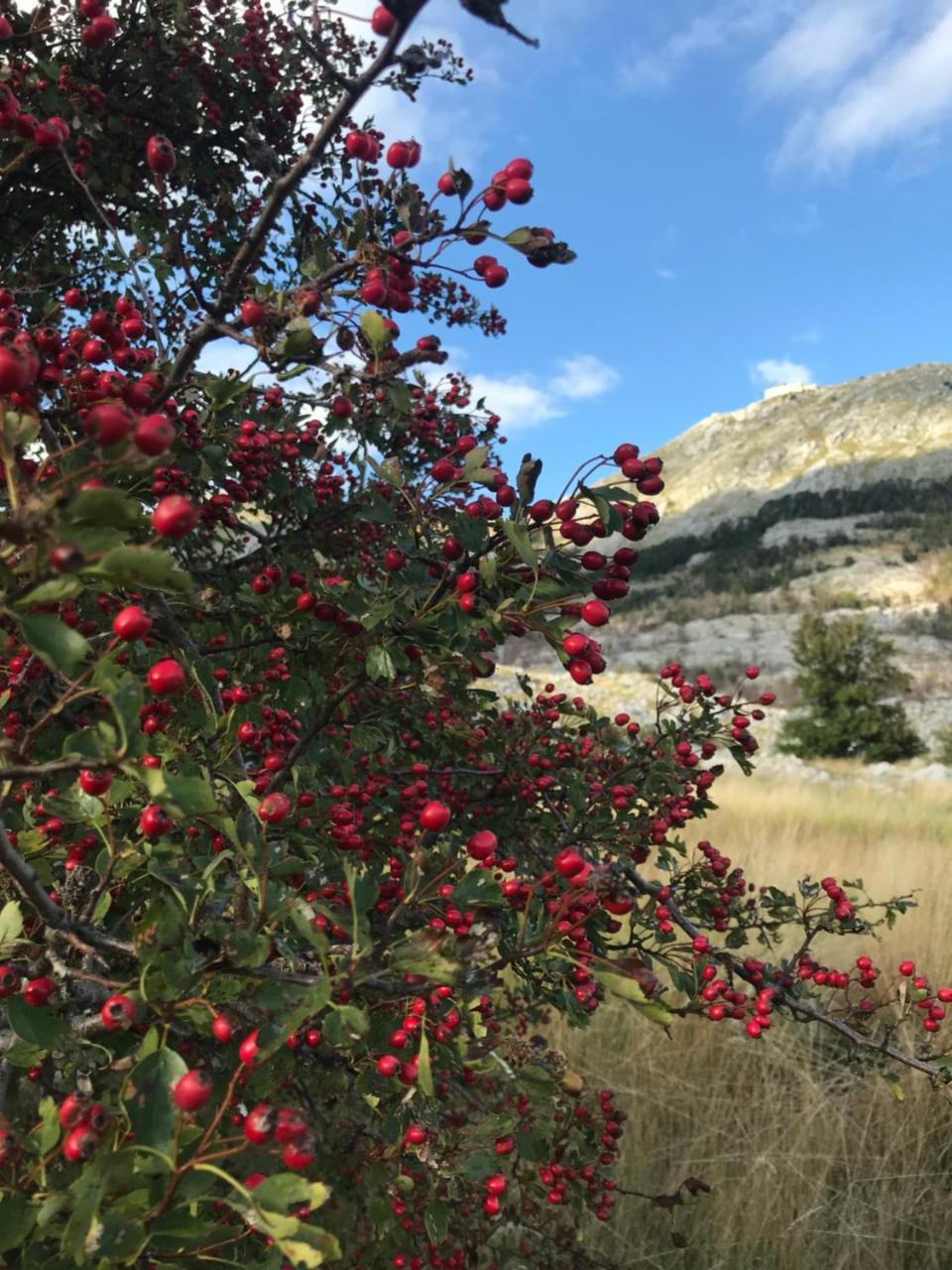 סטינג'ה Lovcen Holiday Home מראה חיצוני תמונה